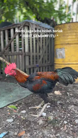 Bibit sendiri itu