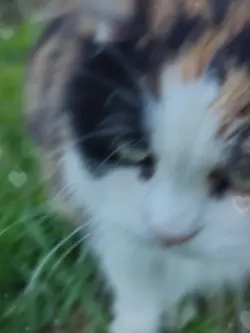 Miaou miaou