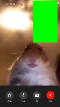 Hamster calling #2
