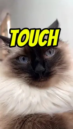 Touch my 😽