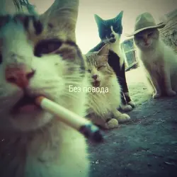 bare minimum