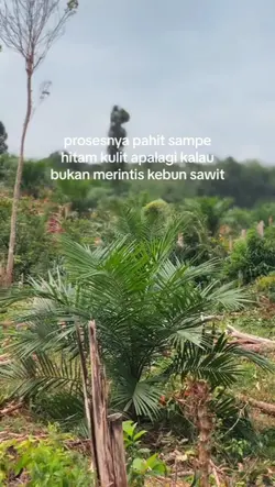 petani muda mana