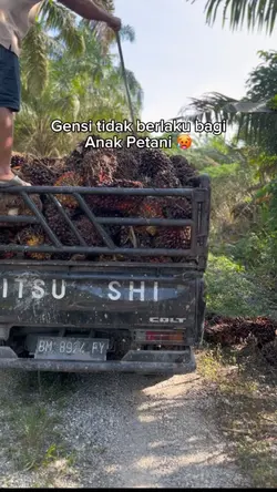 cuma petani sawit