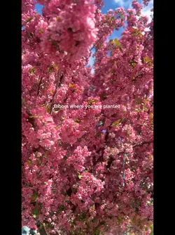 SPRING BLOOM