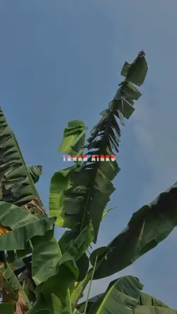 TANAH AIRKU INDONESI