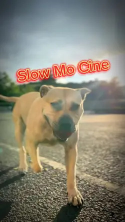 Slow Mo Cine 