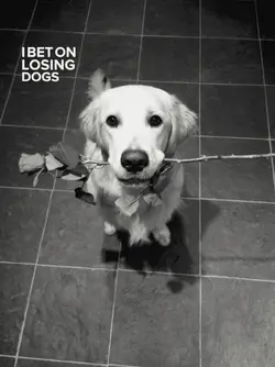 i bet on losing dogs