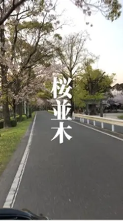 桜並木