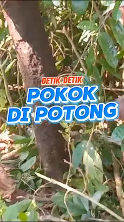 Saat Pokok 