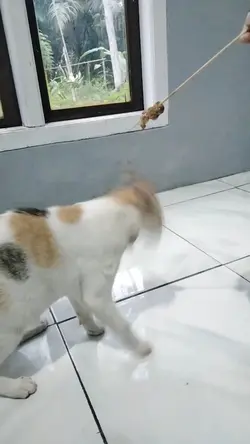 kucing pintar