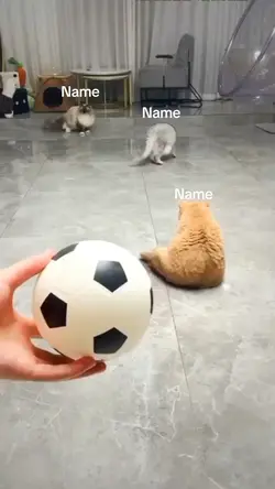 nama kucing kamu