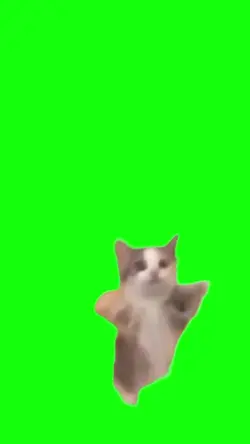 cat green screen 