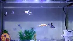 aquarium date