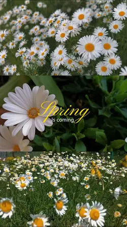 Spring is coming