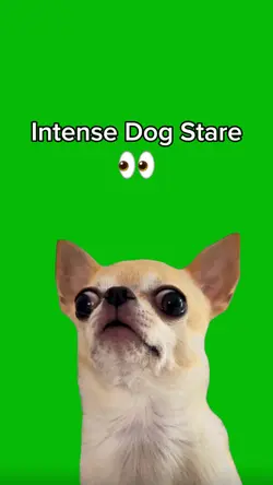 Intense Dog Stare 👀