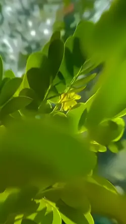 CINEMATIK BOKEH