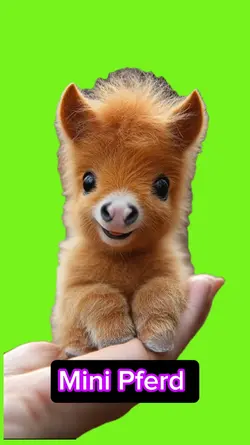 Mini Pferd 