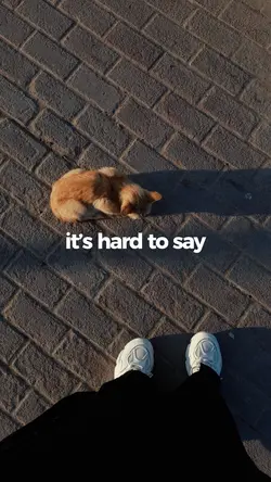 fireflies - owlcity