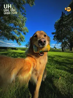 esthetic dog