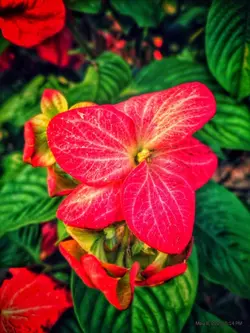 পাগলি রে 