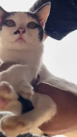 vidio kucing 