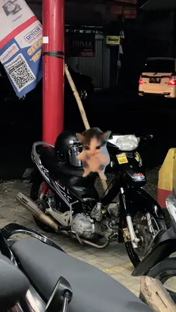 kicau mania