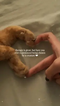 cat moments