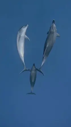 OCEAN VIBES