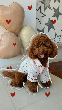Dog cute