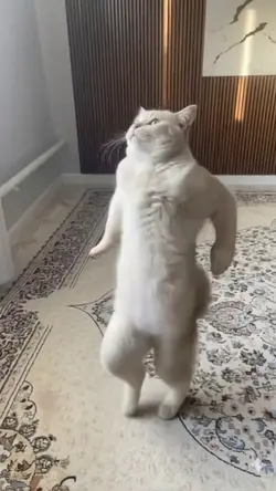 Dancing cat 