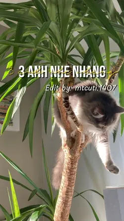 3 ẢNH NHẸ NHÀNG