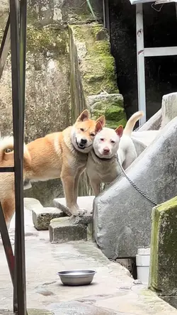 two dogs