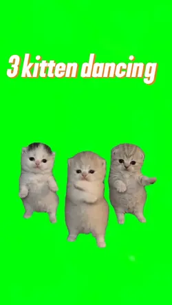 3 cute cat dancing