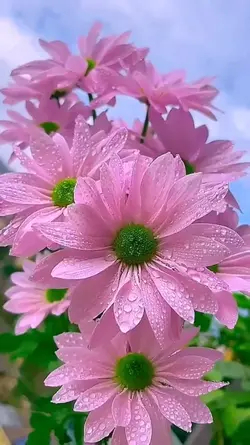 beautiful flowers