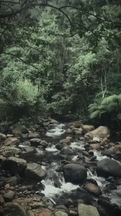 nature vibes forest 