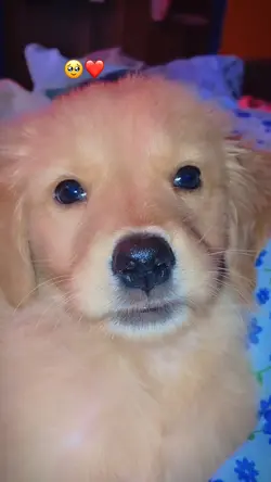 Cute 🐶 