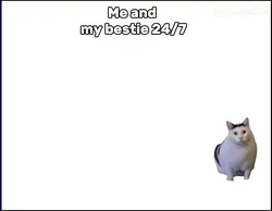 Im not scared of cat