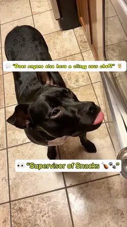 Kitchen Shadow 🐾