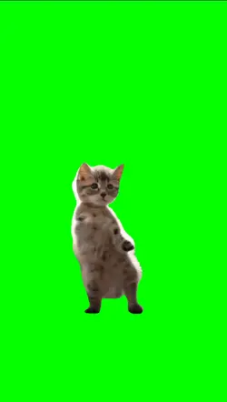 Cat dance
