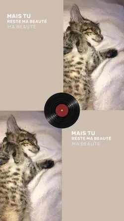 mon chat