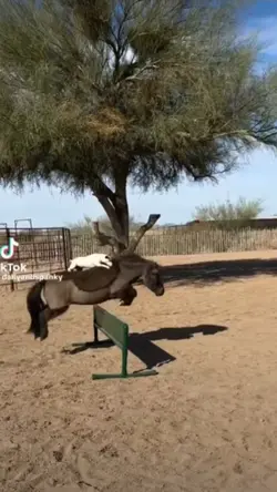 Horse slow mo