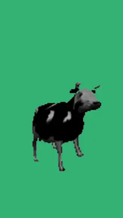polish cow long