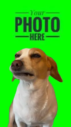 upset dog sad