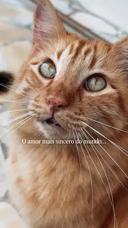 Gatos
