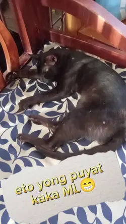 puyat na cat
