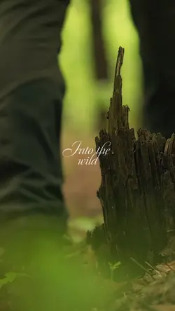 Into the wild