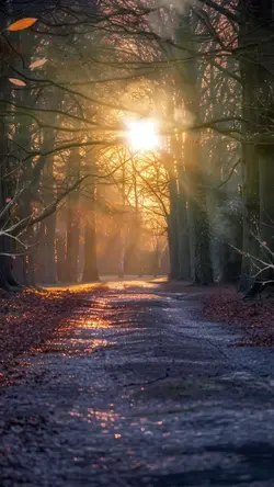FOLLOW THE LIGHT 