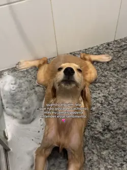 Cachorro