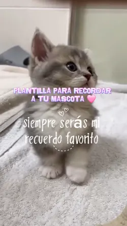 mascotas