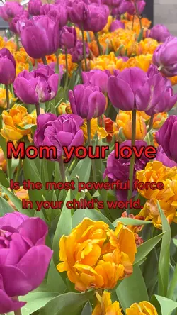 Tulips summer vibes 